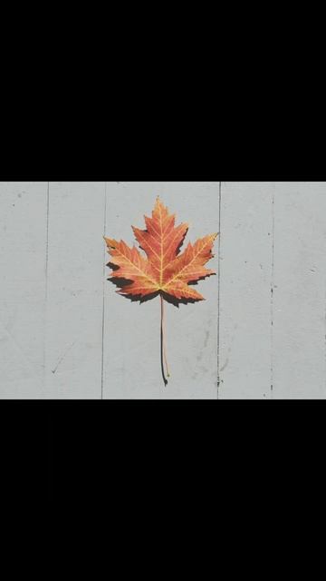 Different type of leaf . смотреть онлайн
