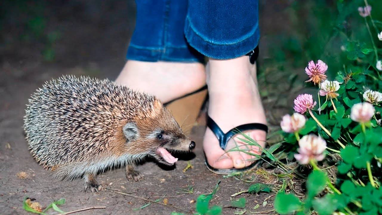 Гоните их как увидите: Почему появление ежа на участке это тревожный сигнал для хозяев?