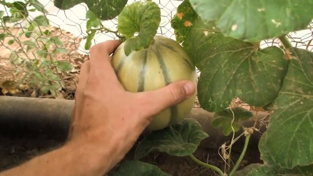 Garden Tip - Harvesting Charentais Melon смотреть онлайн