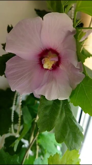 Гибискус зацвел 3 мая 2022г. смотреть онлайн