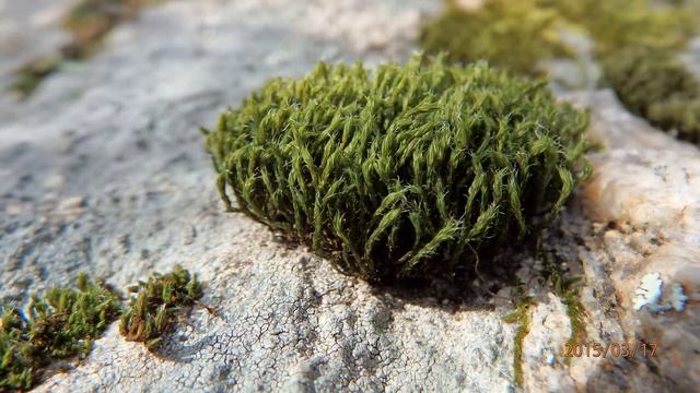 Leucodon sciuroides Eichhörnchenschwanz Weißzahnmoos смотреть онлайн