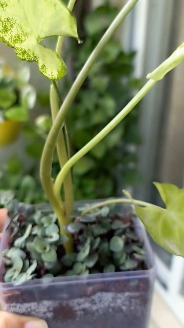 #syngonium #turtlevine #viralvideo #shotsvideo смотреть онлайн