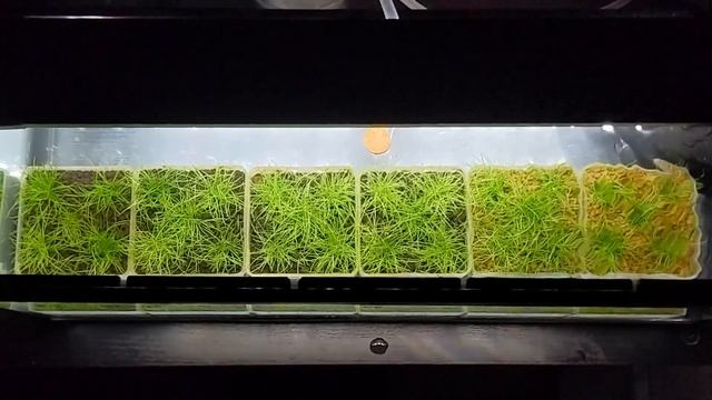 The Great Hairgrass Race: Does Dwarf Hairgrass Need Root Tabs? смотреть онлайн