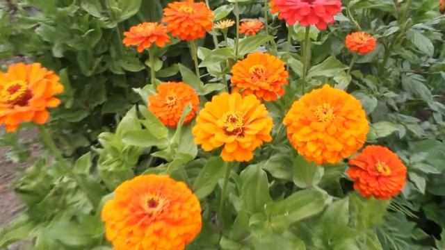 Orange King Zinnia смотреть онлайн