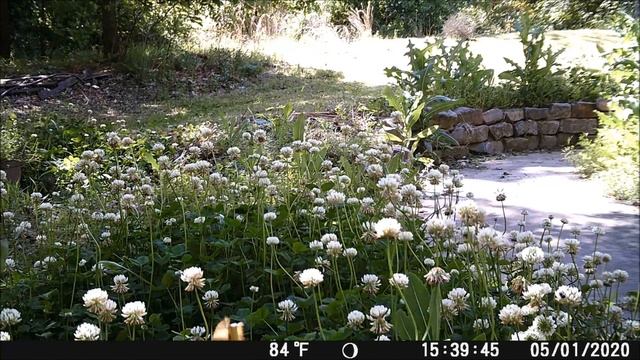 MEDITATION MONDAY: White clover in Oklahoma wind / Белый клевер на ветру Оклахомы смотреть онлайн
