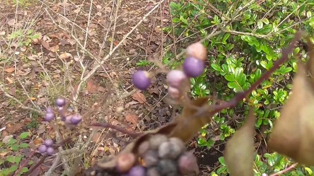 Purple Beautyberry (Callicarpa dichotoma) смотреть онлайн