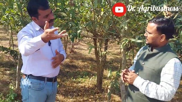 EP 17 I Tasar Silkworm Cultivation in Bihar I Agri talk I Resham ki Kheti I Dr. Agribusiness I DSLB смотреть онлайн