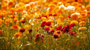 Nino Katamadze & Insight - Suliko HD. Нино Катамадзе - Сулико