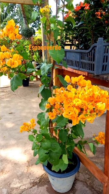 várias espécies de #plantas #shorts смотреть онлайн