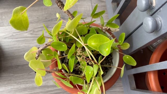 Tour Semanal del HUERTO URBANO en MACETAS | Semana 21 смотреть онлайн