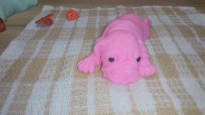 Купаю сквиш собак|как обрабатывать сквиш собаку после купания🐾🐕