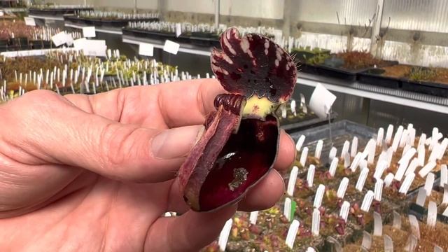 How do Cephalotus Pitchers Work? смотреть онлайн