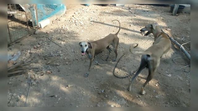 Chippiparai Dogs|Male and Female Age For Mating|Indian Hounds|Kanni смотреть онлайн