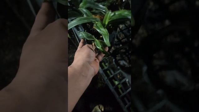 Vuờn Lan Tùng Huyền Cattleya, hài, địa rẻ nhất thế giới ạ 🥰🥰 0973171922! смотреть онлайн