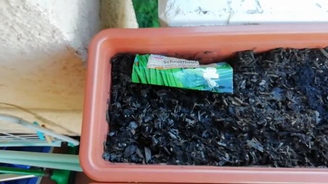 Прошла неделя, всходы есть, а что выростет узнаем смотреть онлайн