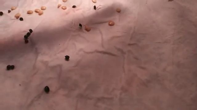 My Garden Planner & Starting Seeds Indoors смотреть онлайн