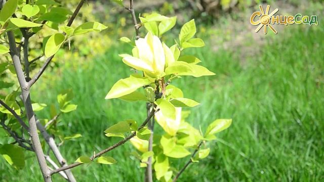 💛 Магнолія Yellow bird 💛 смотреть онлайн
