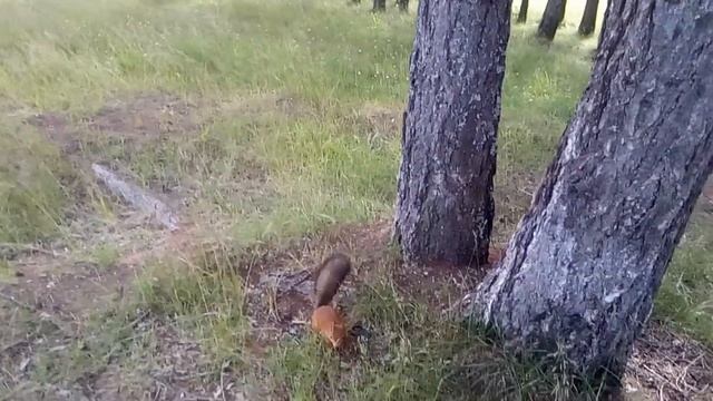 Ми-ми-ми-шная белочка смотреть онлайн