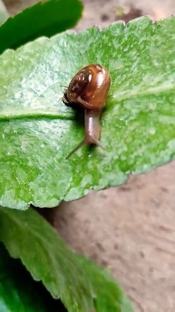 Name? #shorts #viral #youtubeshorts #subscribe #shortvideo #shortsvideo #short #viralvideo #video смотреть онлайн