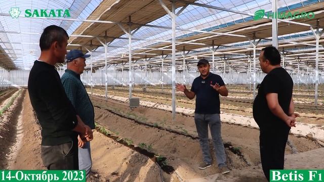 Саката компаниясининг қизил помидорлари Сурхондарё шароитида синовда (Tomato-Sakata) смотреть онлайн