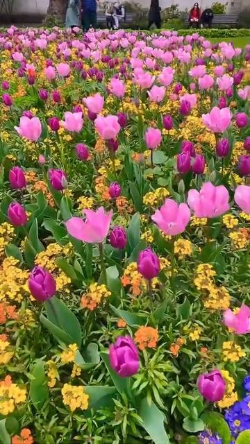 BEST TULIPS SPRING ATTRACTION IN LONDON 🇬🇧 #short #shorts #spring #viralshort #londonspring смотреть онлайн