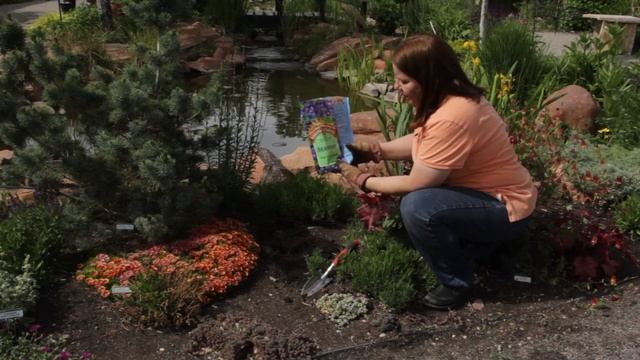How to Plant Herbal Sage Plants : Grow Guru смотреть онлайн