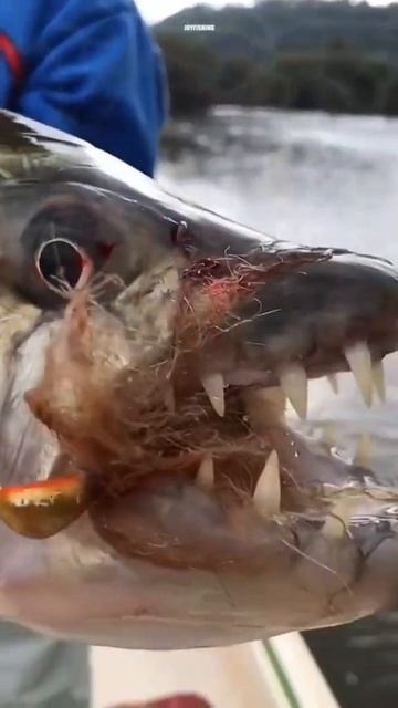 What kind of fish? 😱😱😱 #carpfishing #fishing #fishingplanet #відпочинок #карп #озеро #осень2022 смотреть онлайн