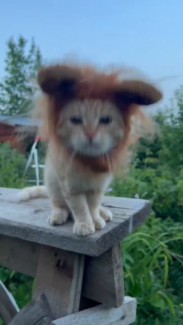 Че за Лев этот тигр 🐅 #рыжийкот смотреть онлайн