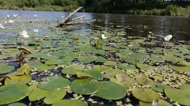 Водяная лилия смотреть онлайн