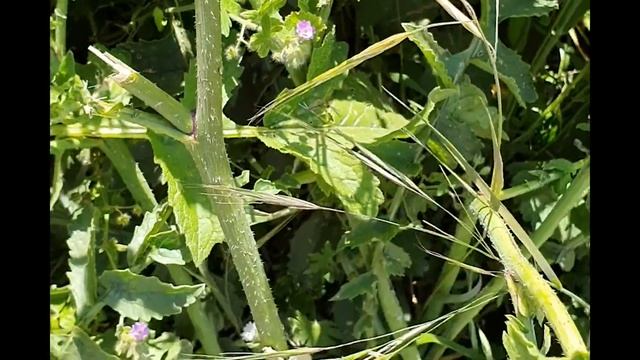 Wild Rocket and Sea Radish смотреть онлайн