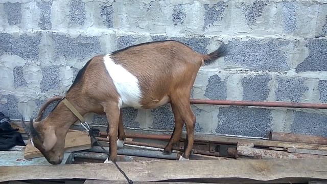 ЦІКАВІ ФАКТИ про тварин КОЗА українською мовою смотреть онлайн