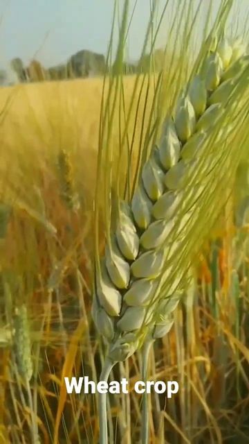 Wheat | Farming | LahiGlobal | exporter | India | Gujarat #cereals #agriculture #expor смотреть онлайн