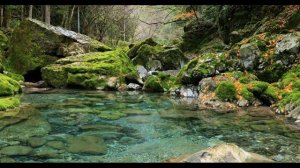 Тихая, спокойная заводь в лесу. Умиротворяющий отдых.