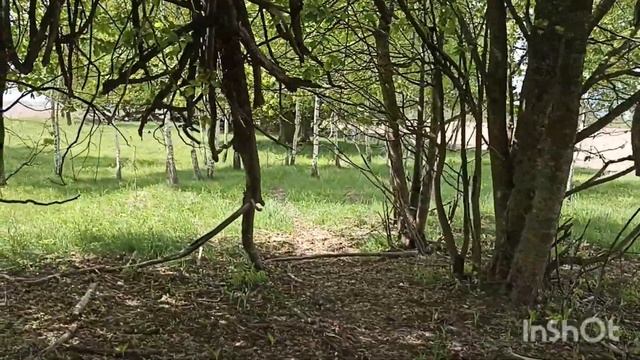 ЖУТКОВАТЫЕ ДЕРЕВЬЯ НА АЛЛЕЕ,,ЛИПКИ,, смотреть онлайн