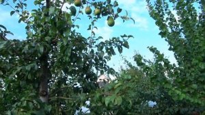 Груша ЭРИКА: один из самых вкусных и востребованных зимних сортов