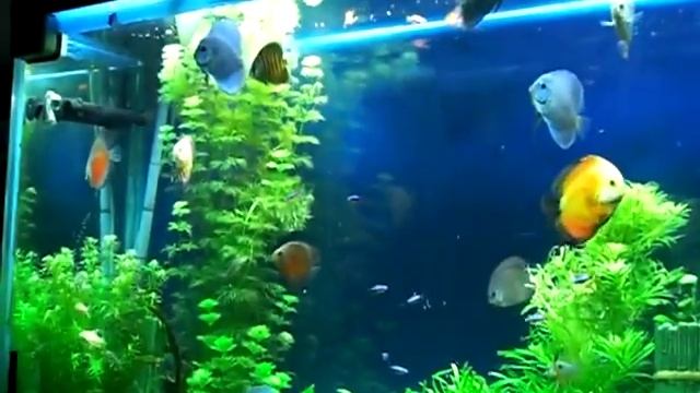 Discus Breeding Fresh Water Planted Crs Aquarium Tropical Fish Tank