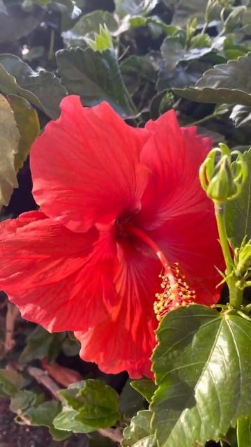 #Beautiful #Flower Red #Hibiscus So pretty Pls Subscribe TY #Shorts смотреть онлайн
