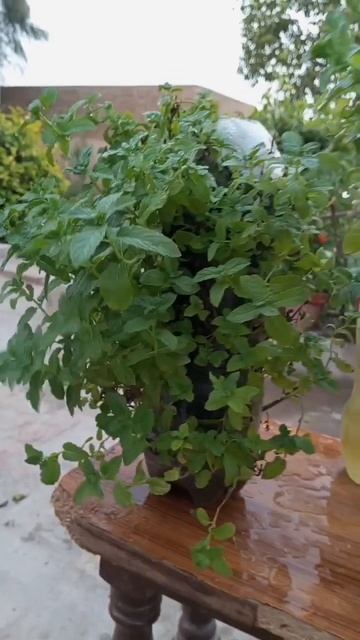 Ideas to Grow mint 😍| How to grow mint #viral #shorts #mint #howtogrowmint #pudina #youtubeshorts смотреть онлайн