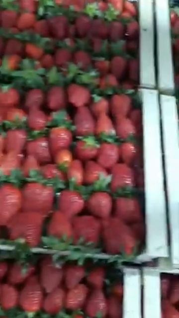 Amazing fruits удивительные фрукты от Камран Shorts Папайя клубника черешня ананас #шортс #личи смотреть онлайн