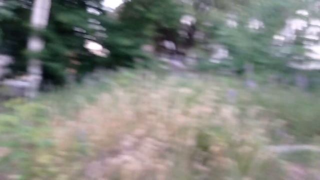 растение крапива смотреть онлайн