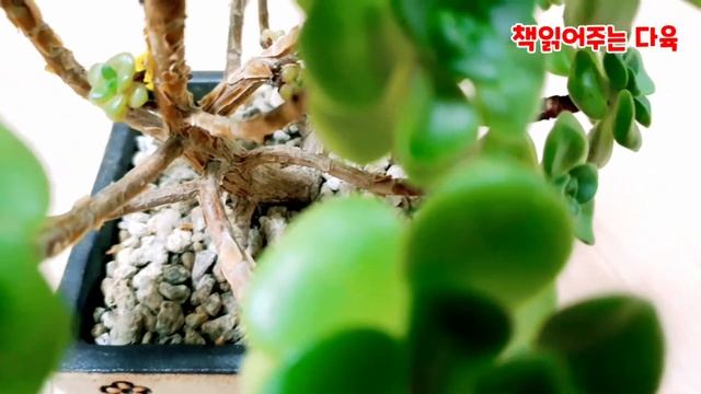 [3분다육]다육식물 #릴리패드 영상과 #좋은글#명언 смотреть онлайн