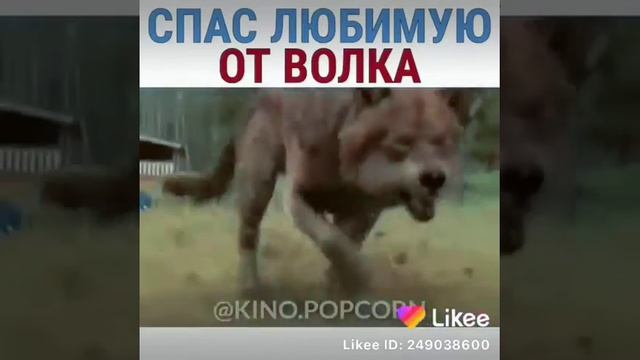 Спас любимую от волка смотреть онлайн