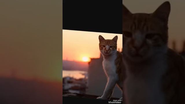 До рассвета: Котики смотреть онлайн