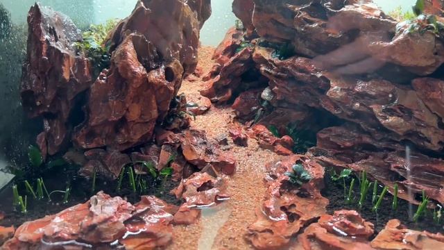 NanoTank Aquascape | Step by Step Planting смотреть онлайн