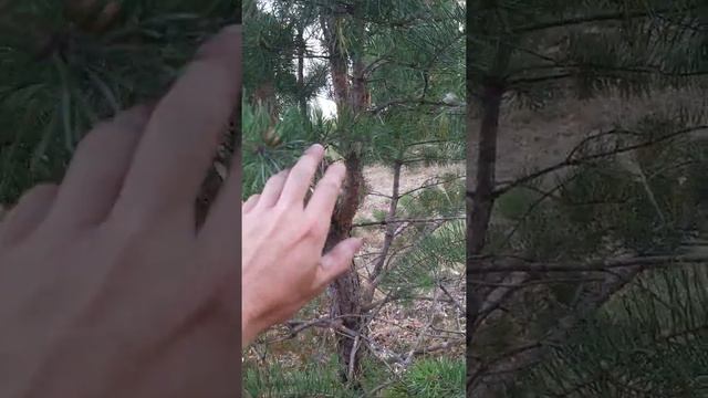 Необычная сосна. смотреть онлайн