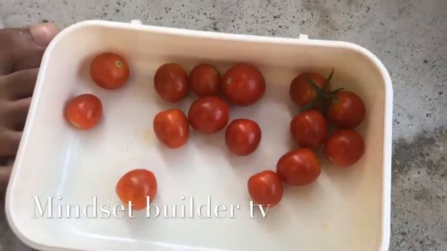 How To Harvest Tomatoes смотреть онлайн