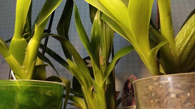 WILS."CHAMELEON"_Онцидіум_Брассія_Зігопеталум в серпні 2021 смотреть онлайн