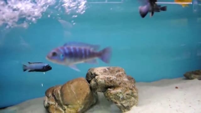 Metriaclima sp." membe deep " Likoma смотреть онлайн