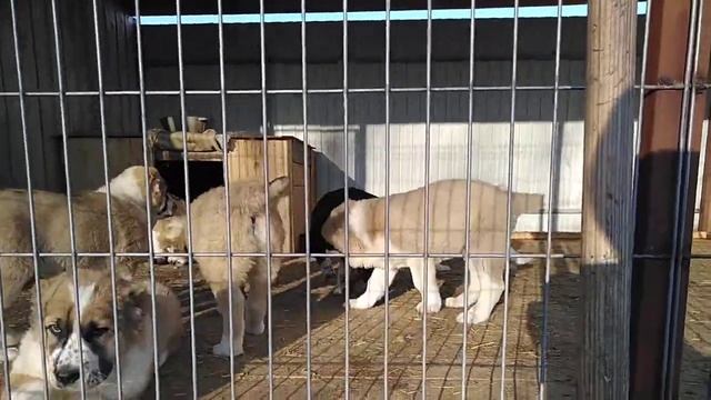 Щенки питомника Гарджи Хан, помет С, на продаже 89068902623. И новая жительница питомника Мексика) смотреть онлайн