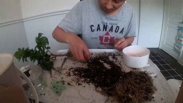 Episode 14, Hibiscus repot and pruning смотреть онлайн